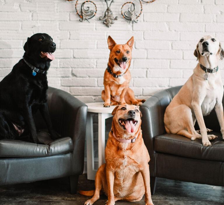 Dogs at the dog park